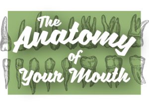 Anderson dentists, Dr. Hardy & Dr. Wilson at Cornerstone Dentistry share all about the anatomy of your mouth and how it works together for your benefit.