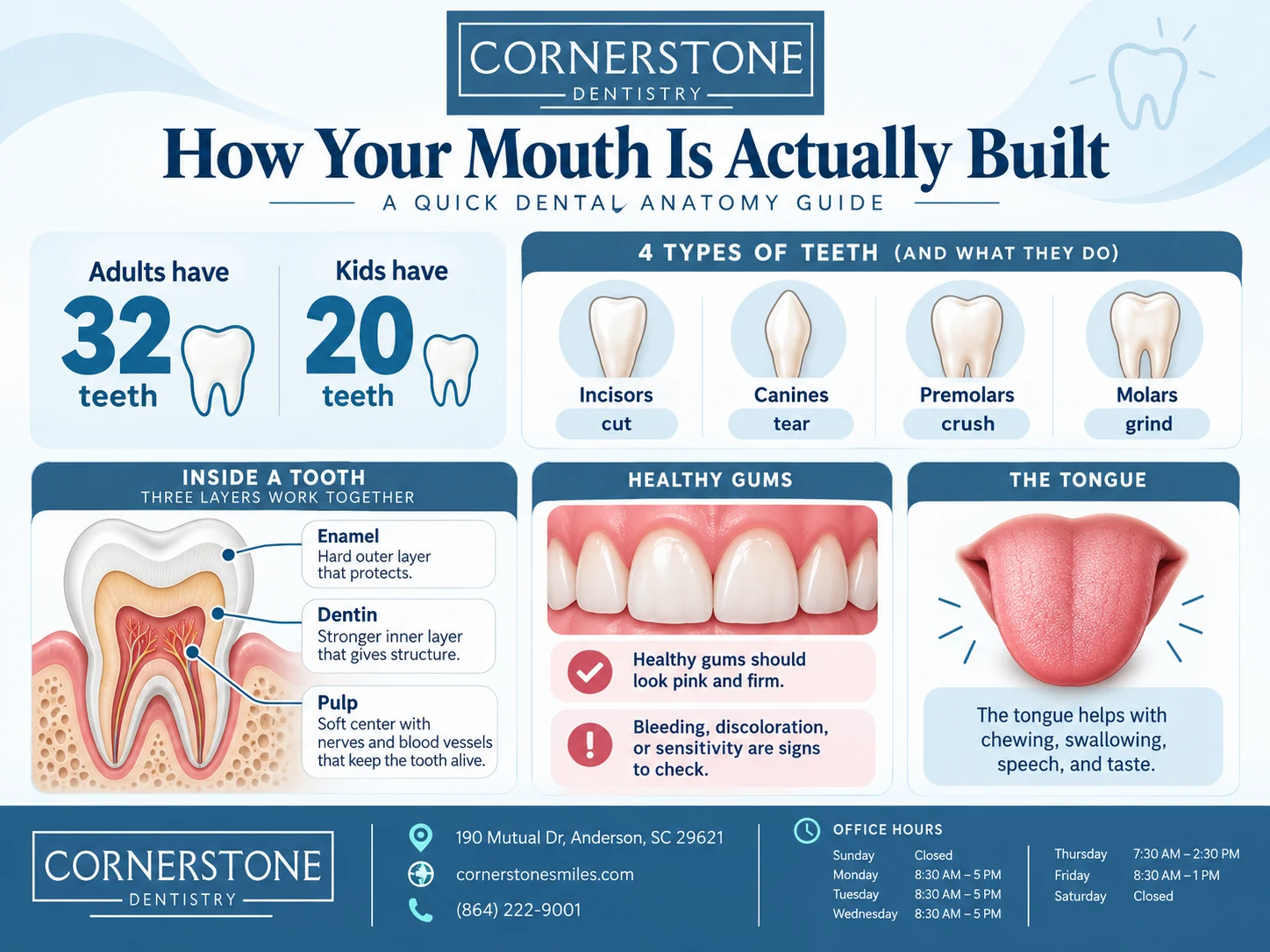 Dental Facts & Myths What's Actually True About Your Smile Middle